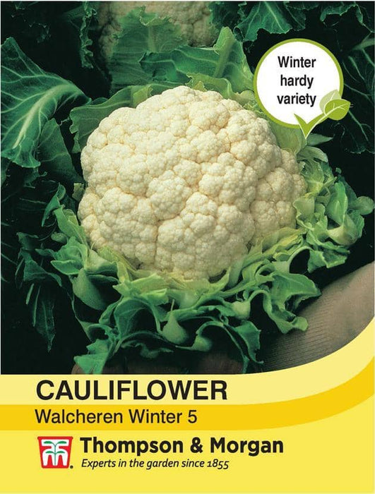 Thompson & Morgan (Uk) Ltd Gardening Cauliflower Walcheren Winter 5