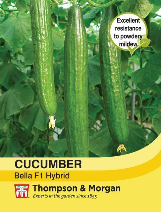 Thompson & Morgan (Uk) Ltd Gardening Cucumber Bella F1 Hybrid