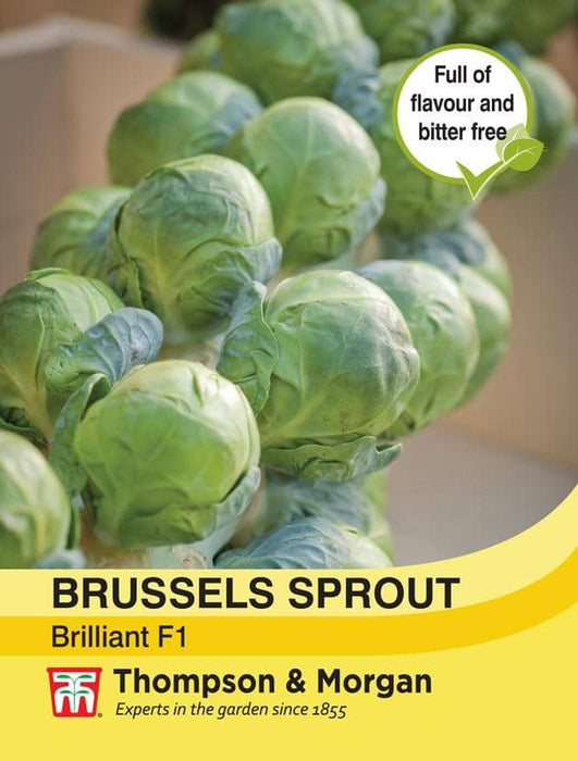 Thompson & Morgan (Uk) Ltd Gardening Brussels Sprout Brilliant F1 Hybrid