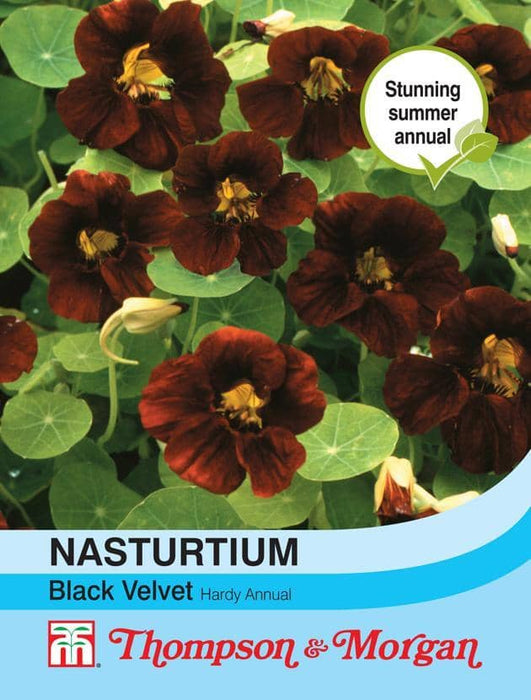 Thompson & Morgan (Uk) Ltd Gardening Nasturtium Black Velvet
