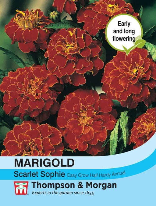 Thompson & Morgan (Uk) Ltd Gardening Marigold Scarlet Sophie (French)