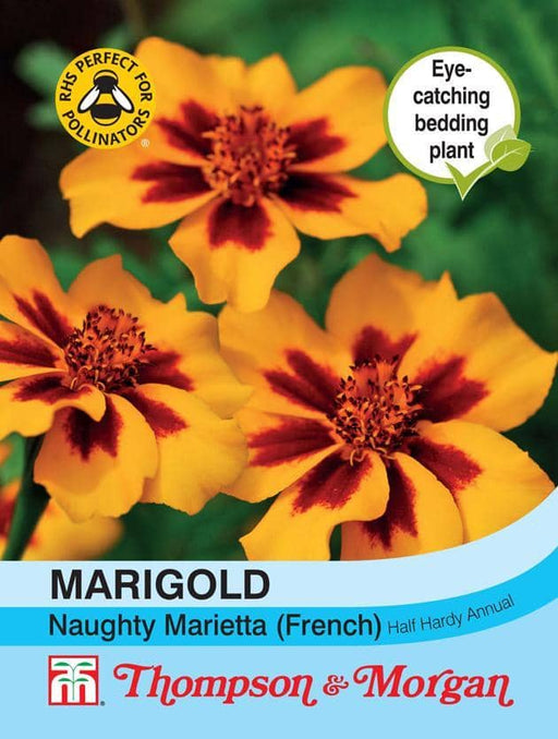 Thompson & Morgan (Uk) Ltd Gardening Marigold Naughty Marietta (French)