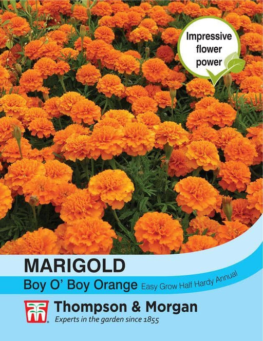 Thompson & Morgan (Uk) Ltd Gardening Marigold Boy O Boy Orange (French)