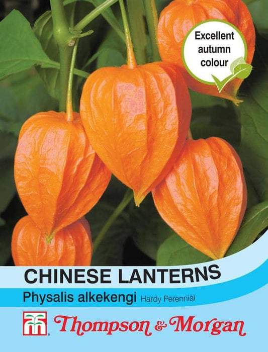 Thompson & Morgan (Uk) Ltd Gardening Chinese Lanterns (Physalis gigantea)