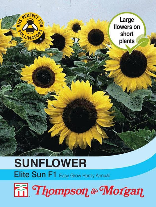 Thompson & Morgan (Uk) Ltd Gardening Sunflower Elite Sun F1 Hybrid