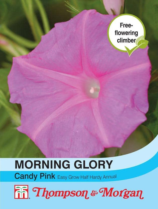 Thompson & Morgan (Uk) Ltd Gardening Morning Glory Candy Pink