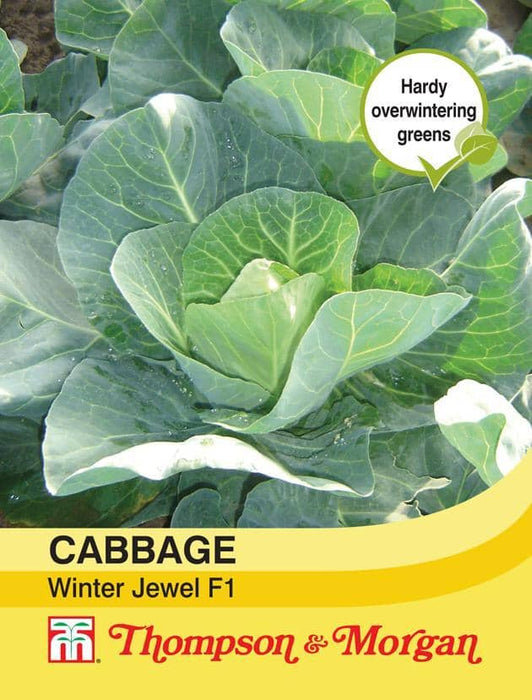 Thompson & Morgan (Uk) Ltd Gardening Cabbage Winter Jewel F1 Hybrid
