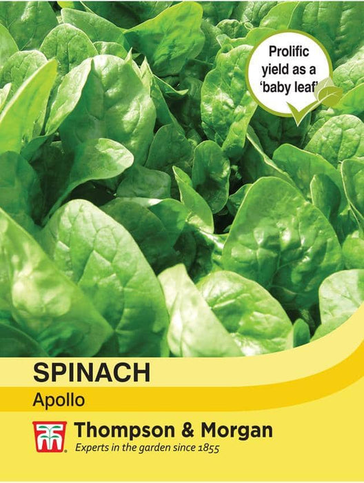 Thompson & Morgan (Uk) Ltd Gardening Spinach Apollo