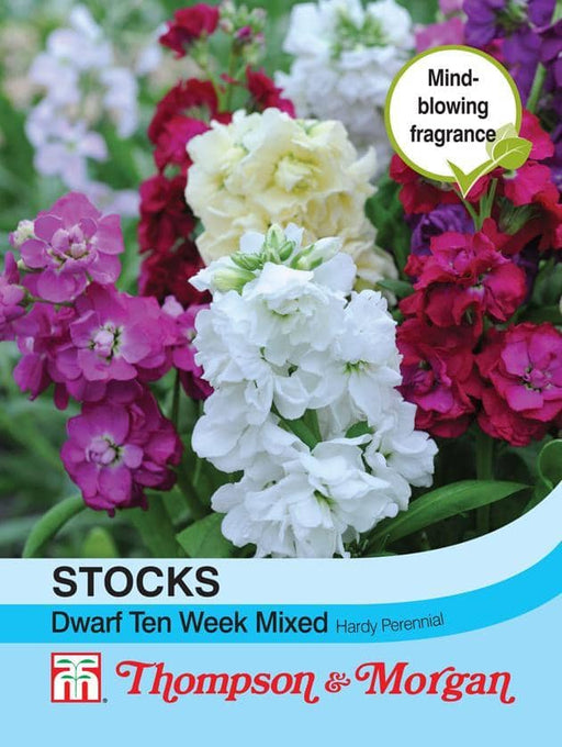 Thompson & Morgan (Uk) Ltd Gardening Stock Dwarf Ten Week Mixed