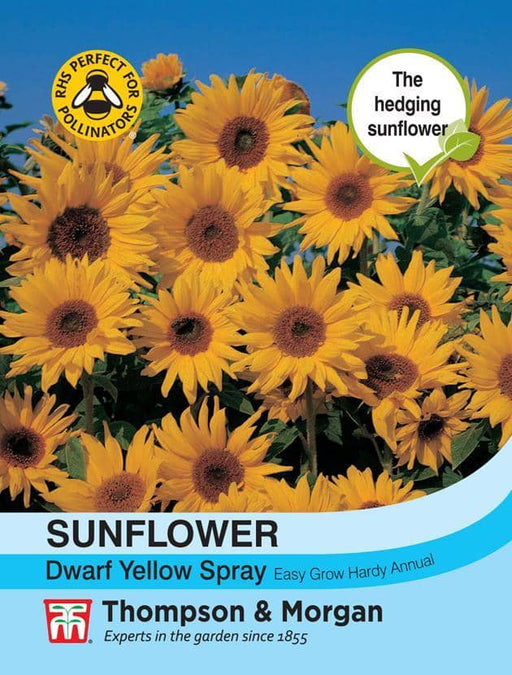Thompson & Morgan (Uk) Ltd Gardening Sunflower Dwarf Yellow Spray