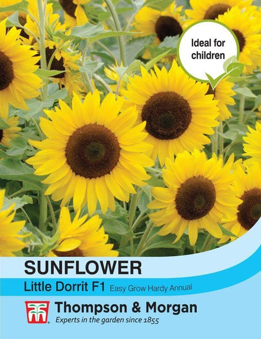 Thompson & Morgan (Uk) Ltd Gardening Sunflower Little Dorrit F1 Hybrid
