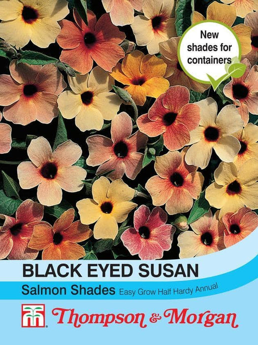 Thompson & Morgan (Uk) Ltd Gardening Black Eyed Susans Salmon Shades