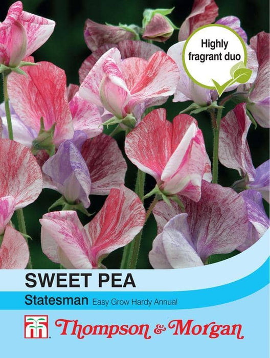 Thompson & Morgan (Uk) Ltd Gardening Sweet Pea Statesman