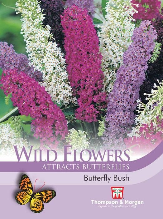Thompson & Morgan (Uk) Ltd Gardening Wildflower Butterfly Bush