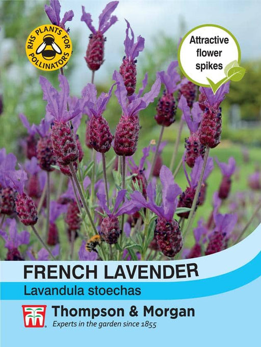 Thompson & Morgan (Uk) Ltd Gardening Lavender French