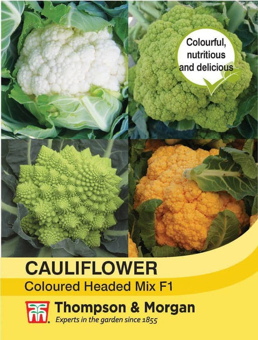 Thompson & Morgan (Uk) Ltd Gardening Cauliflower Coloured Mix F1 Hybrid