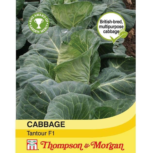 Thompson & Morgan (Uk) Ltd Gardening Cabbage Tantour F1 Hybrid