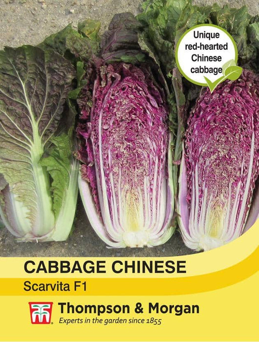 Thompson & Morgan (Uk) Ltd Gardening Cabbage Chinese Scarvita F1 Hybrid