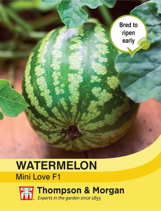 Thompson & Morgan (Uk) Ltd Gardening Watermelon Mini Love F1 Hybrid