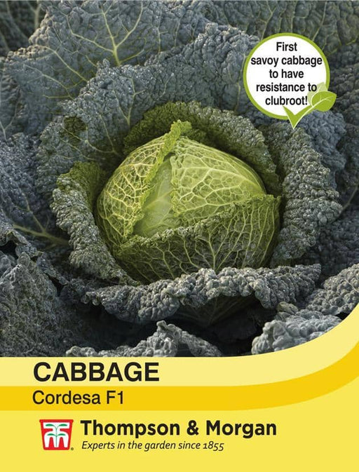Thompson & Morgan (Uk) Ltd Gardening Cabbage Savoy Cordesa F1 Hybrid