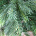 Kaemingk Artificial Christmas Trees Kaemingk Everlands Grandis Fir Christmas Tree 450cm / 15ft