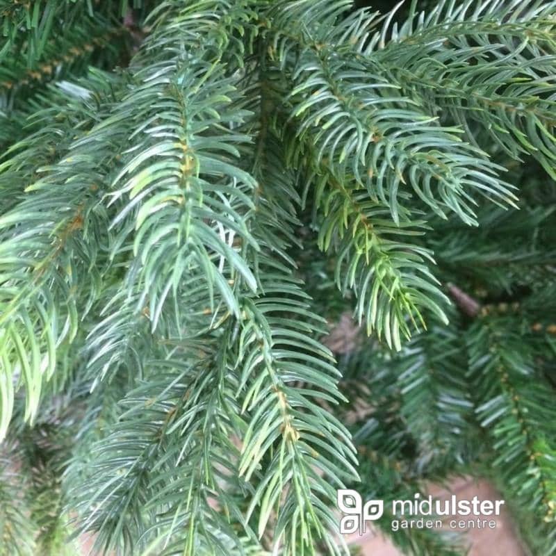 Kaemingk Artificial Christmas Trees Kaemingk Everlands Grandis Fir Christmas Tree 300cm / 10ft