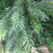 Kaemingk Artificial Christmas Trees Kaemingk Everlands Grandis Fir Christmas Tree 300cm / 10ft