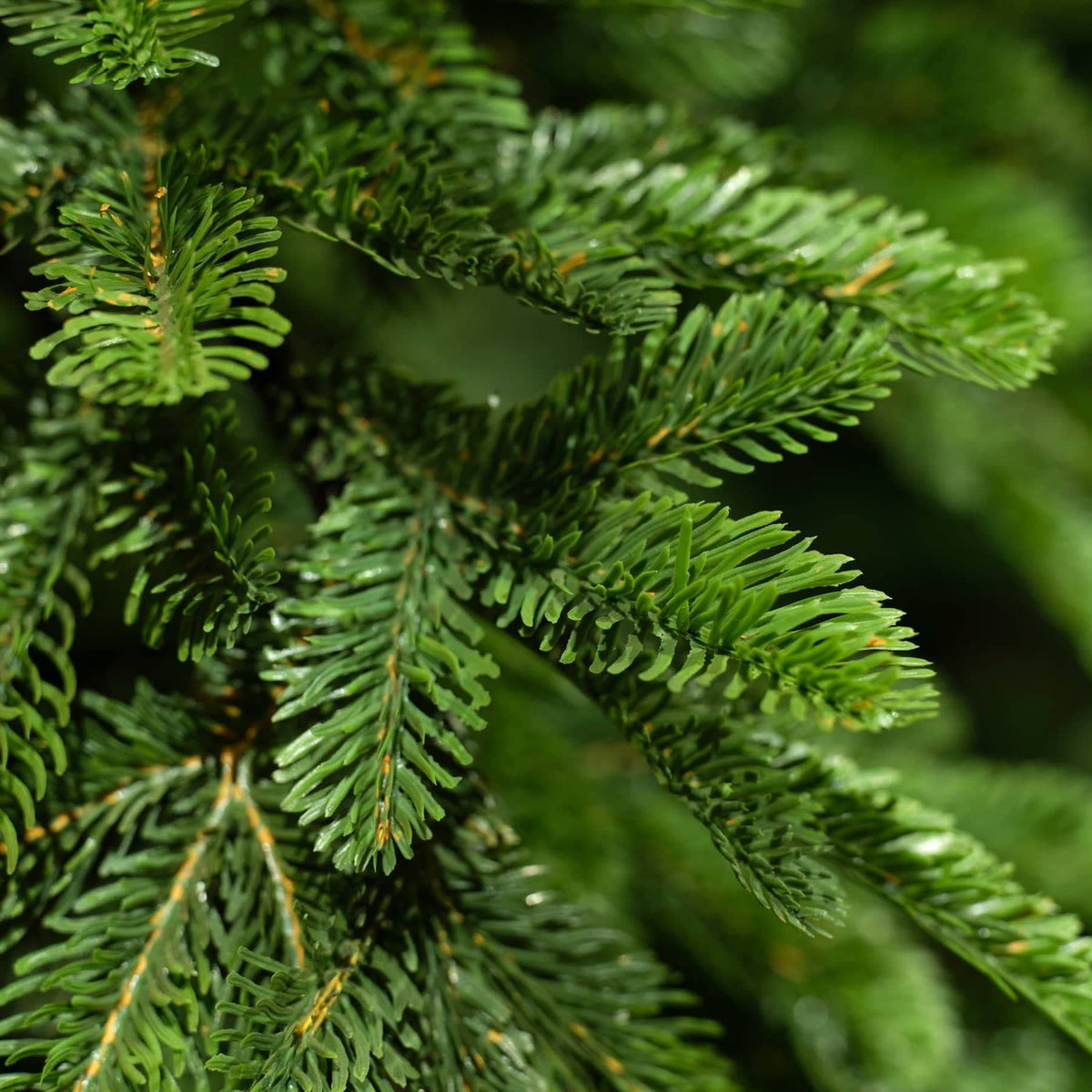 Kaemingk Artificial Christmas Trees Kaemingk Everlands Alpine Fir Tree 210cm / 7ft