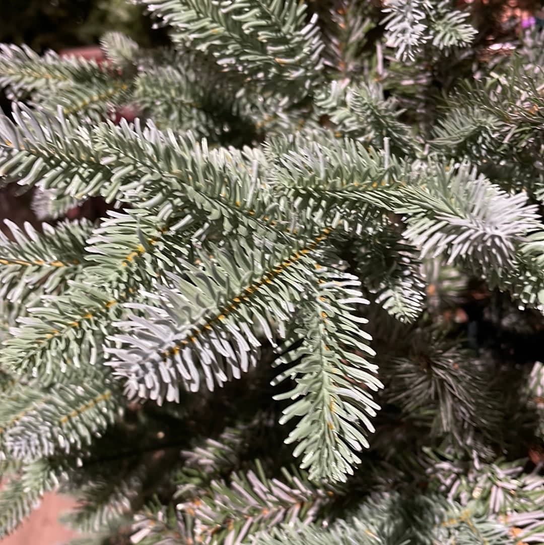 Everlands Trondheim Spruce Christmas Tree 210cm / 7ft 